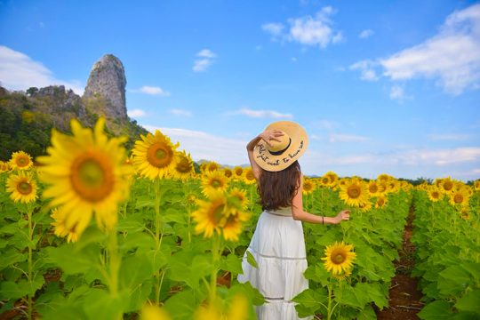 the picturesque sunflower field of Khaoyai