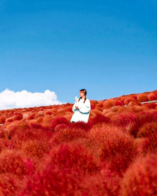 the stunning bright scarlet flower field of Kochia in Japan