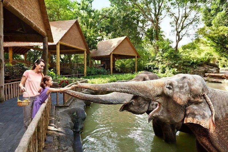 a little girl feeding elephants with her mother by her side at the Singapore Zoo