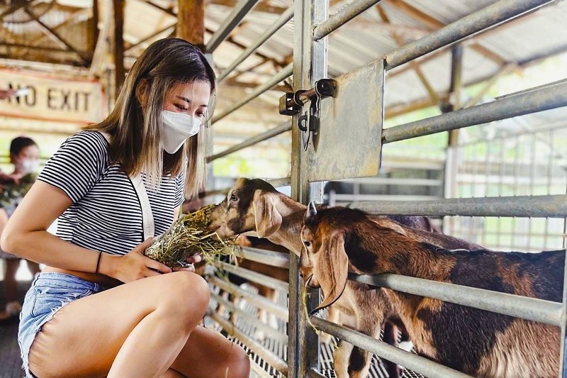 a woman in mask feeding hay to goats in a farm