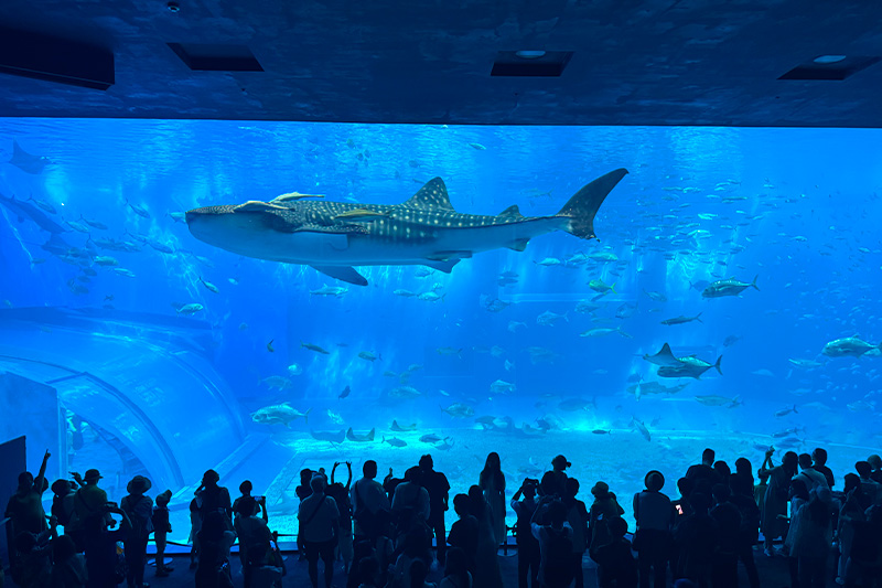 crowd looking at whale sharks in the Okinawa Churaumi Aquarium